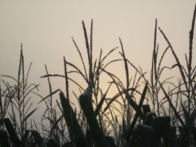 Sonnenaufgang.jpg