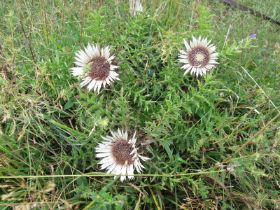 Silberdistel.jpg