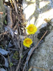 IMG_1241.jpg