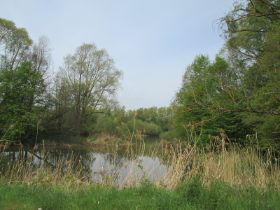 Donauwöltwasser.jpg