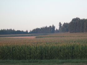 Maisfeld.jpg