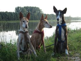 donau1.jpg