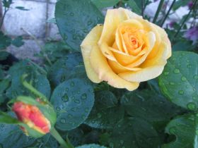 IMG_2314.JPG